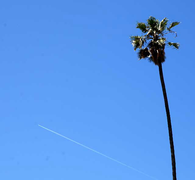 Sky Palm