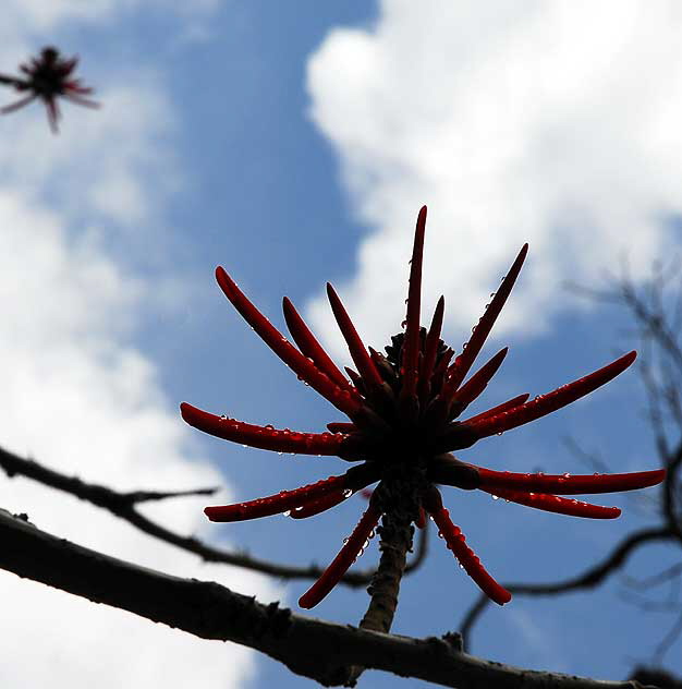 Coastal Coral Tree (E. caffra) 