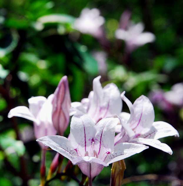 Lavender Blooms