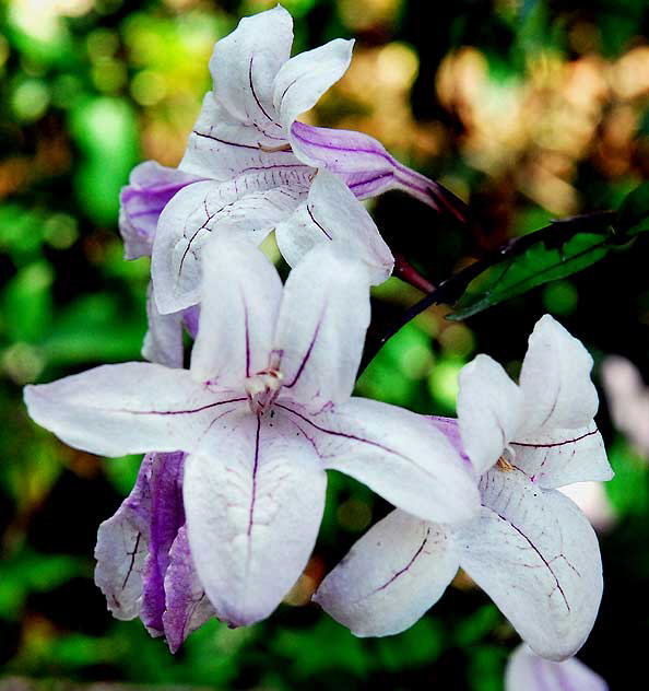 Lavender Blooms