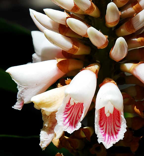 Zingiberaceae Alpinia pricei 