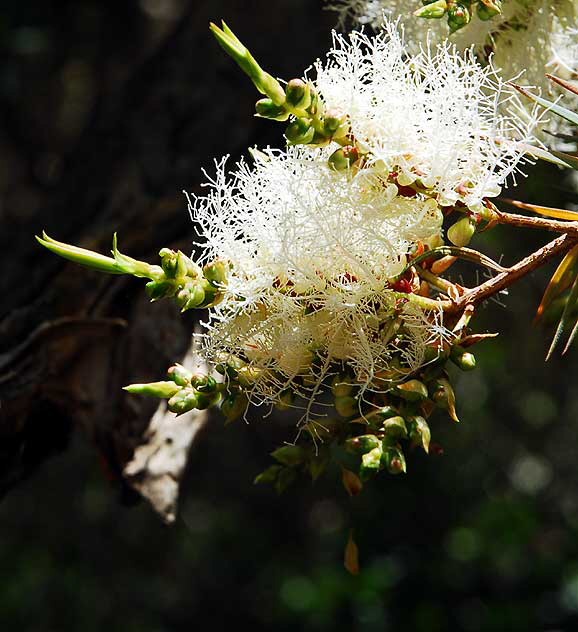 Flaxleaf Paperbark (Melaleuca linariifolia) 