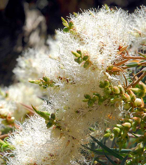 Flaxleaf Paperbark (Melaleuca linariifolia) 