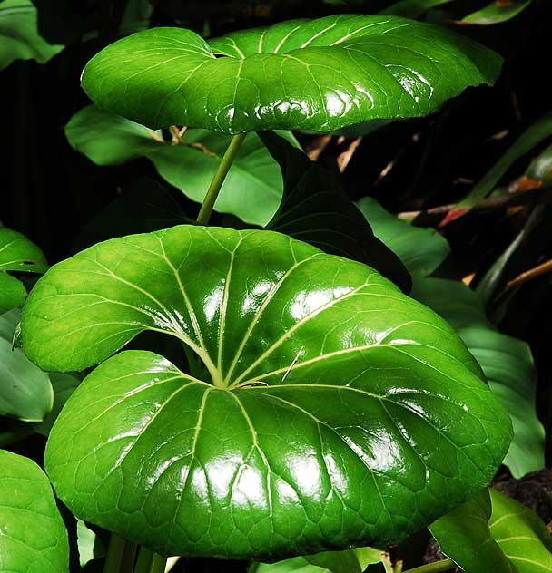 Calla Lily Foliage 