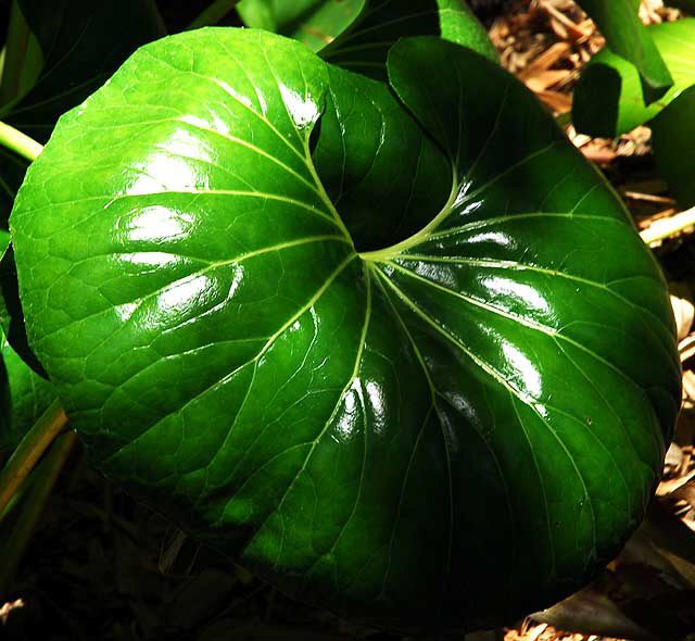 Calla Lily Foliage 