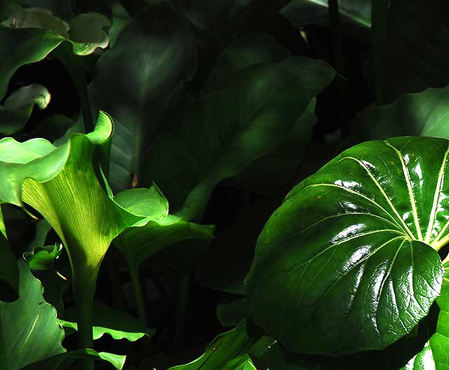 Calla Lily Foliage 