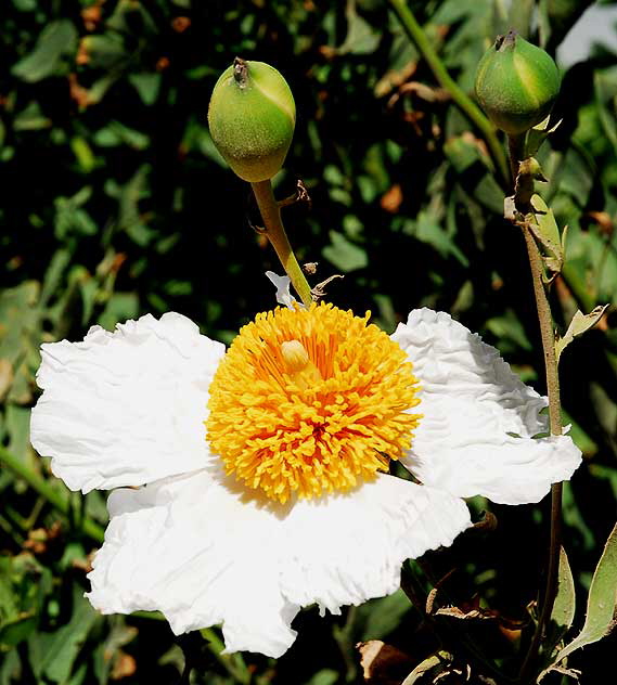 Coulter's Matilija poppy (Romneya coulteri)