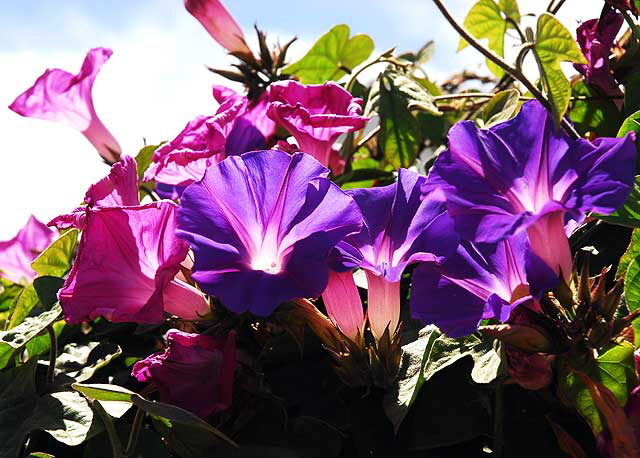 Morning Glory Morning Glory
