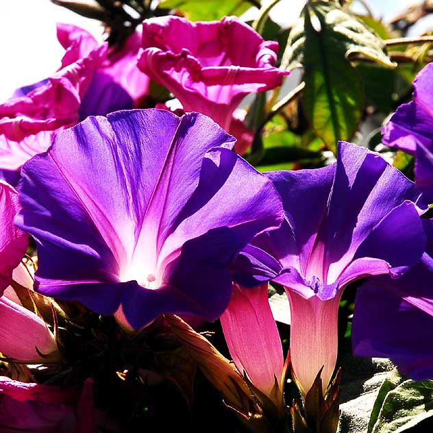 Morning Glory Morning Glory