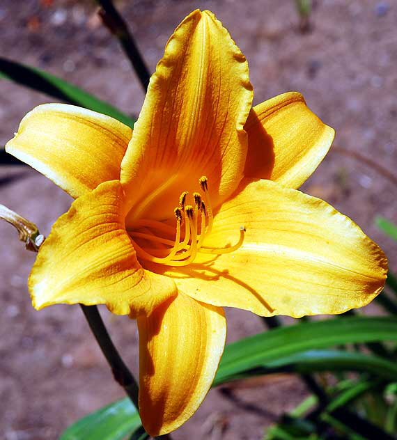 Common Daylily 