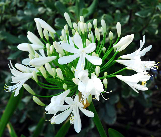 Agapanthus – Lily of the Nile