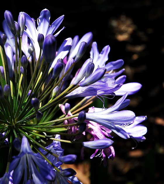 Agapanthus – Lily of the Nile