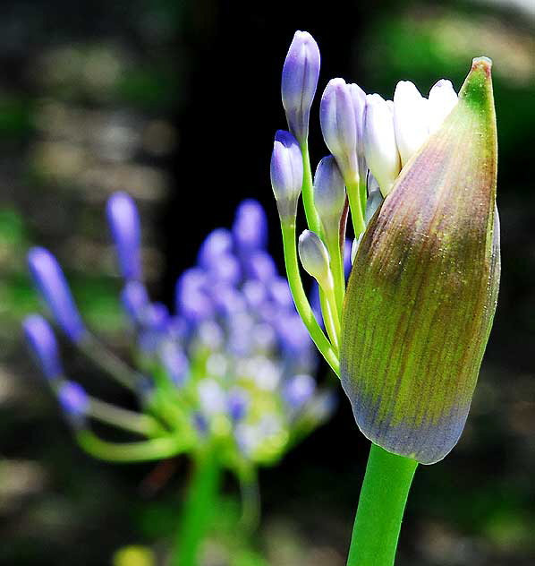 Agapanthus  Lily of the Nile