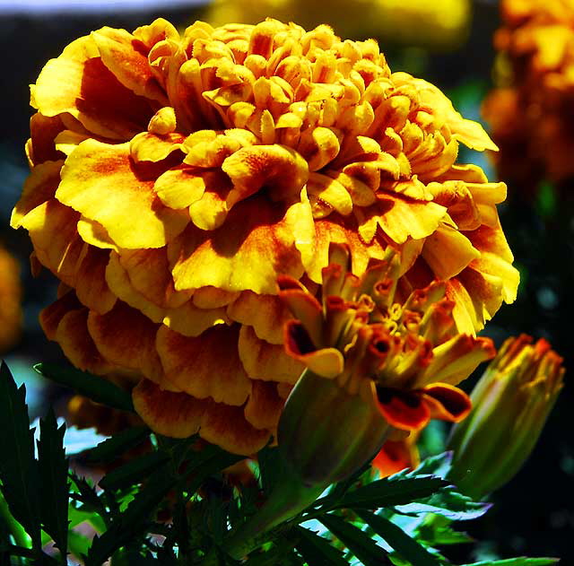 Chrysanthemum