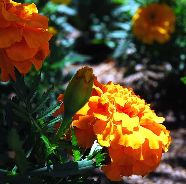 Chrysanthemums