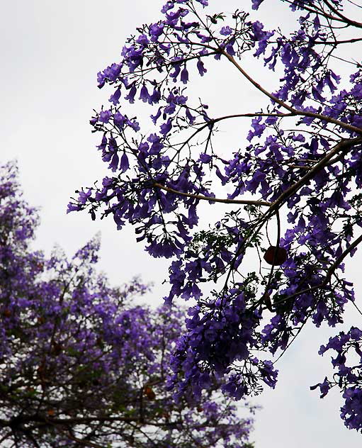 Jacaranda in bloom, Los Angeles, Tuesday, June 8, 2010