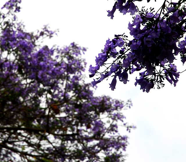 Jacaranda in bloom, Los Angeles, Tuesday, June 8, 2010