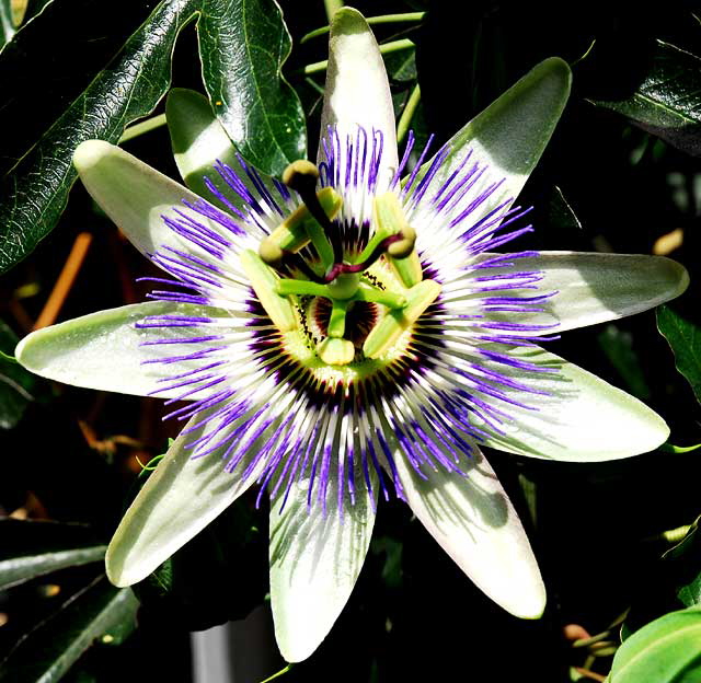 Odd bloom in alley behind Melrose Avenue