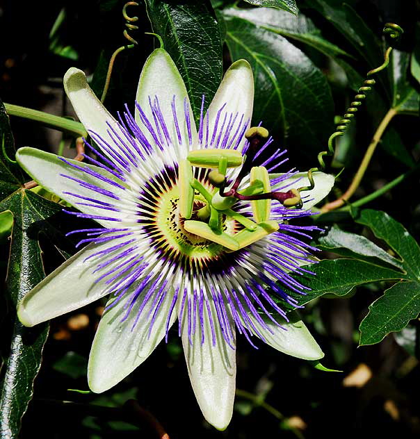 Odd bloom in alley behind Melrose Avenue