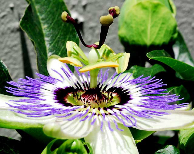 Odd bloom in alley behind Melrose Avenue