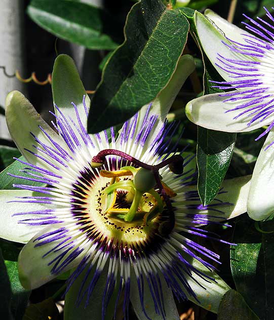 Odd bloom in alley behind Melrose Avenue