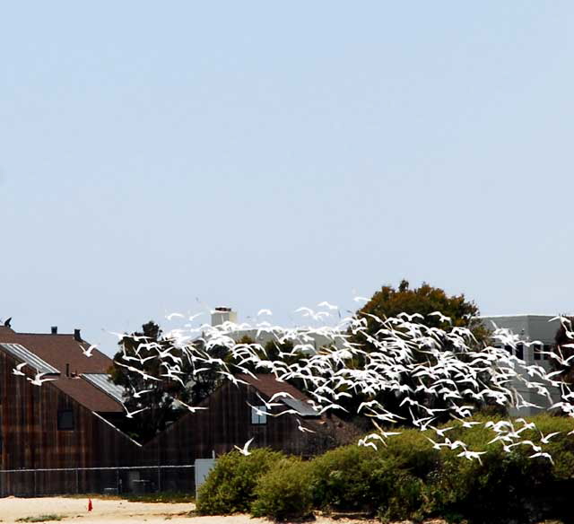 At the Malibu Lagoon, Wednesday, June 9, 2010