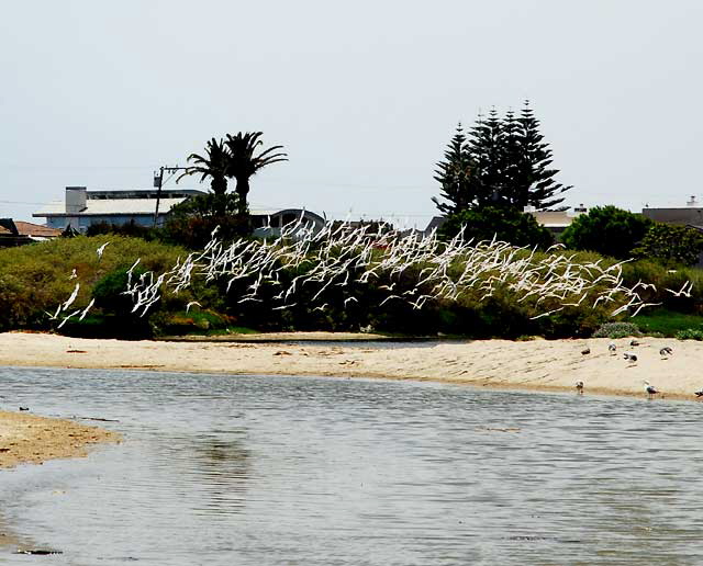 At the Malibu Lagoon, Wednesday, June 9, 2010