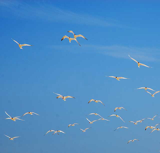 At the Malibu Lagoon, Wednesday, June 9, 2010