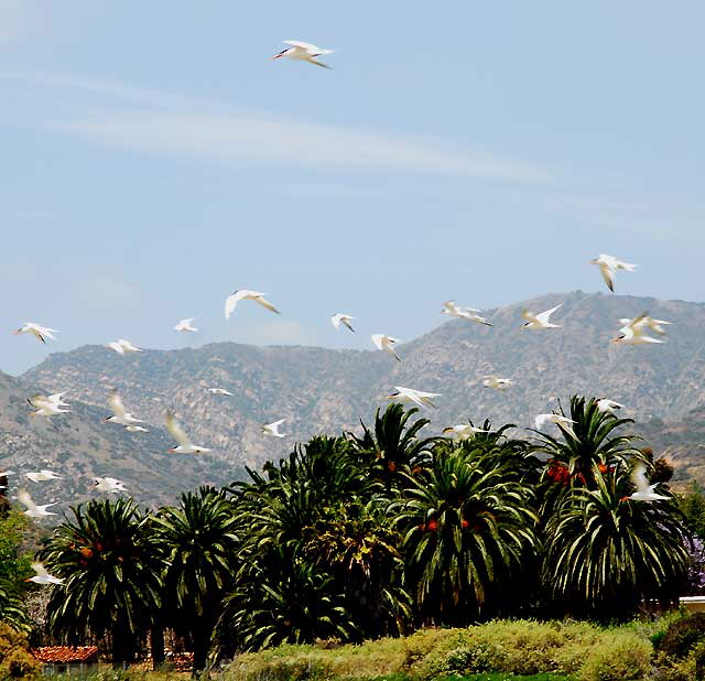 At the Malibu Lagoon, Wednesday, June 9, 2010