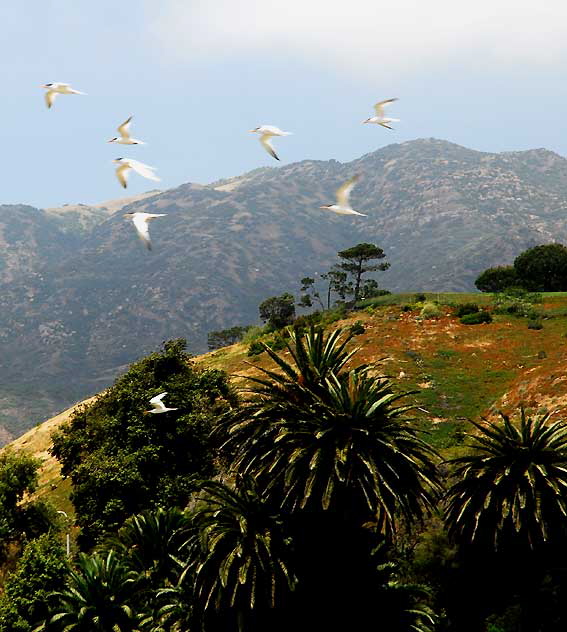 At the Malibu Lagoon, Wednesday, June 9, 2010