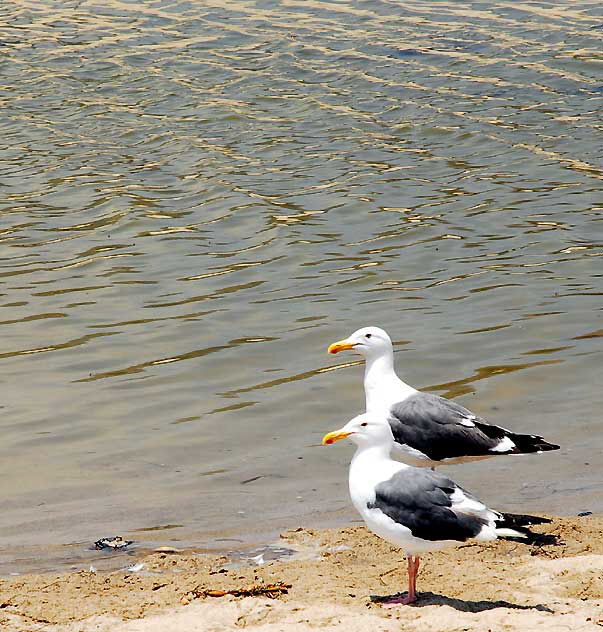 At the Malibu Lagoon, Wednesday, June 9, 2010