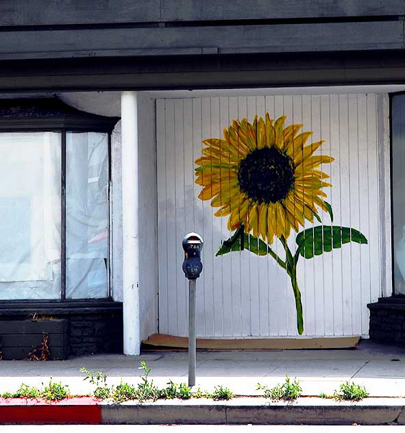 Random Act sunflower, North La Brea Avenue