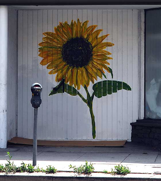 Random Act sunflower, North La Brea Avenue