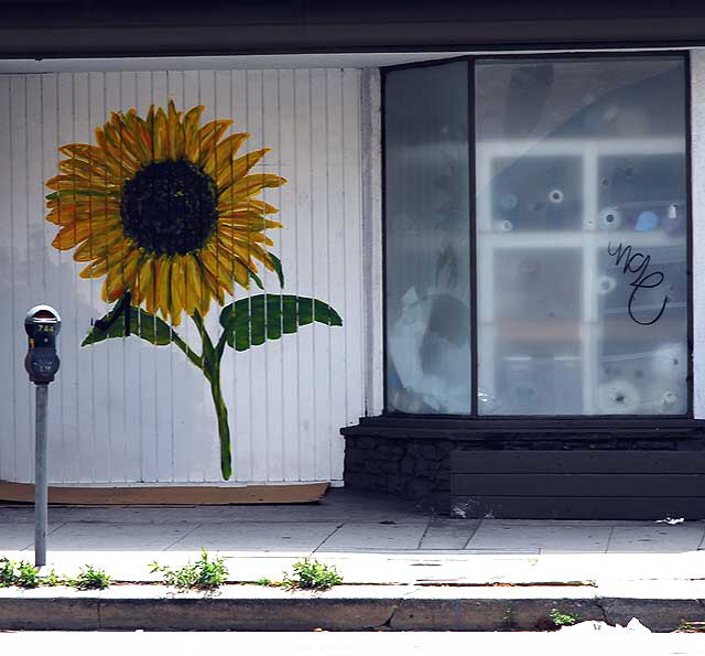 Random Act sunflower, North La Brea Avenue