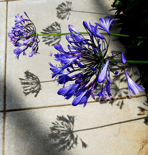 Agapanthus and Shadows