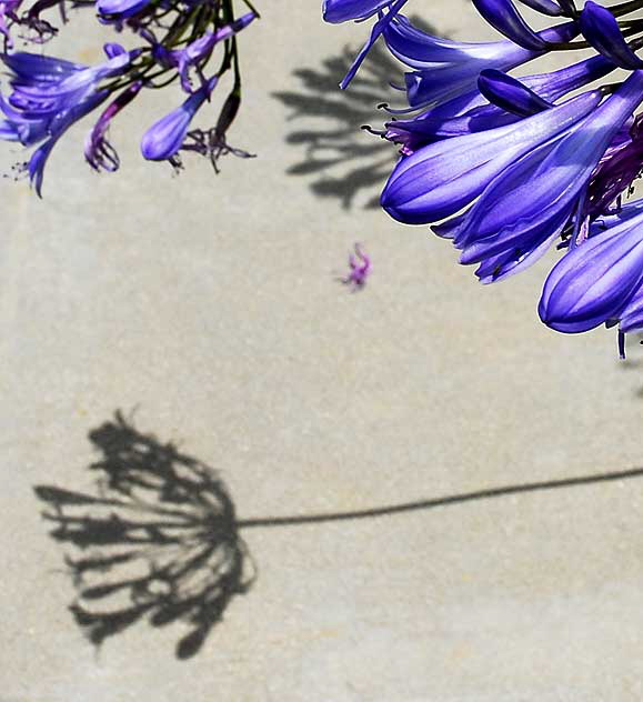 Agapanthus and Shadows