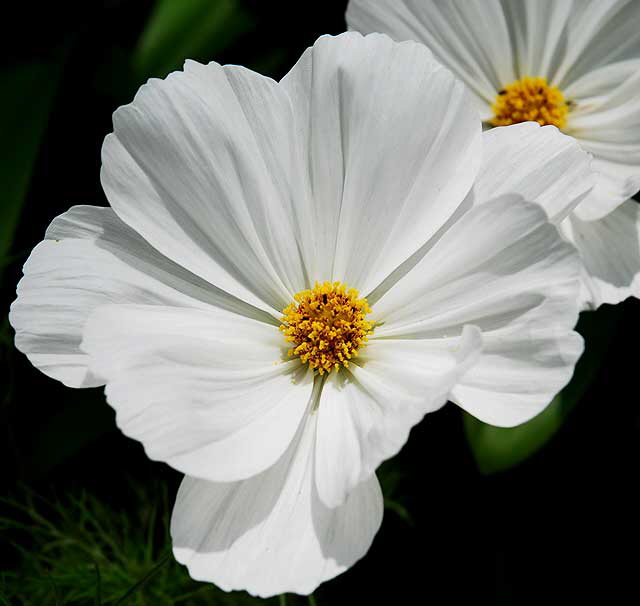 White Shasta Daisy