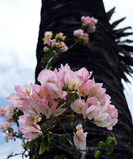 Bougainvillea climbing a palm