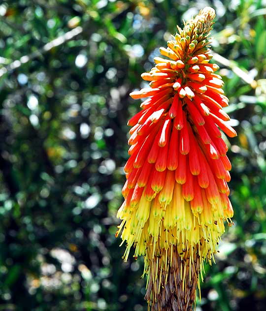 Red Hot Poker - Kniphofia - ver. "Shenandoah" Red Hot Poker