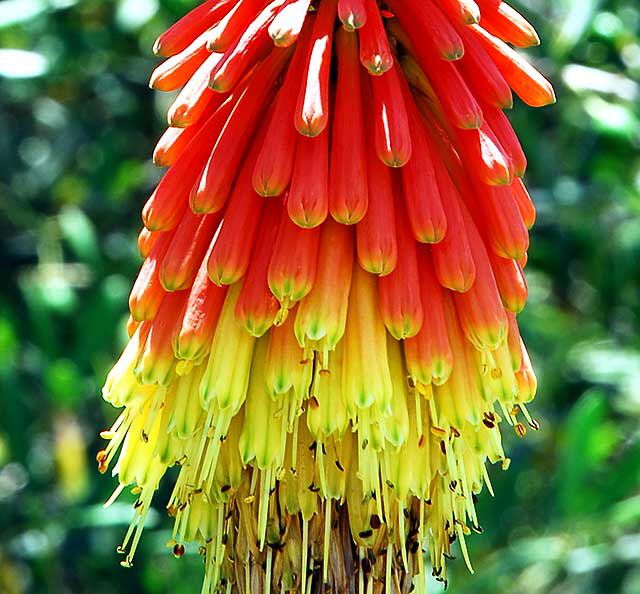 Red Hot Poker - Kniphofia - ver. "Shenandoah" Red Hot Poker