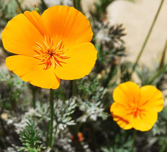 Ranunculus repens - Creeping Buttercup