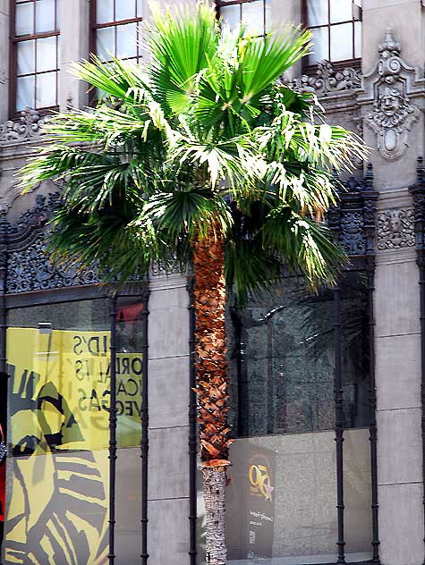 Lion King reflection - El Capitan Theater, Hollywood Boulevard