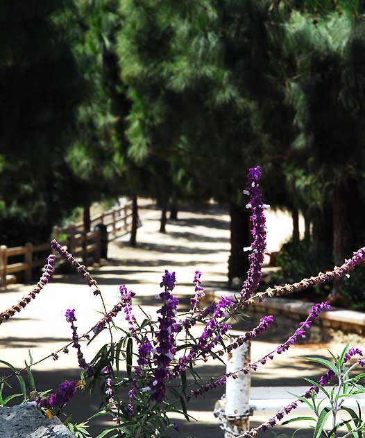 The trail up to the Hollywood Sign