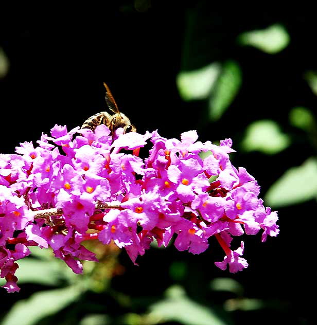 Bee at Work