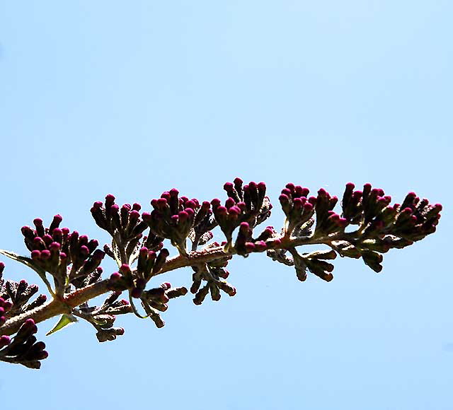 Blue Buds