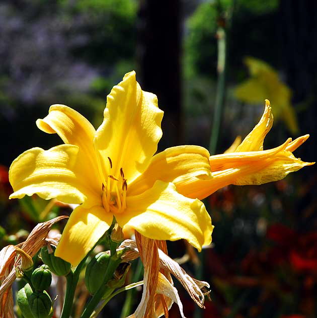 Common Daylily 