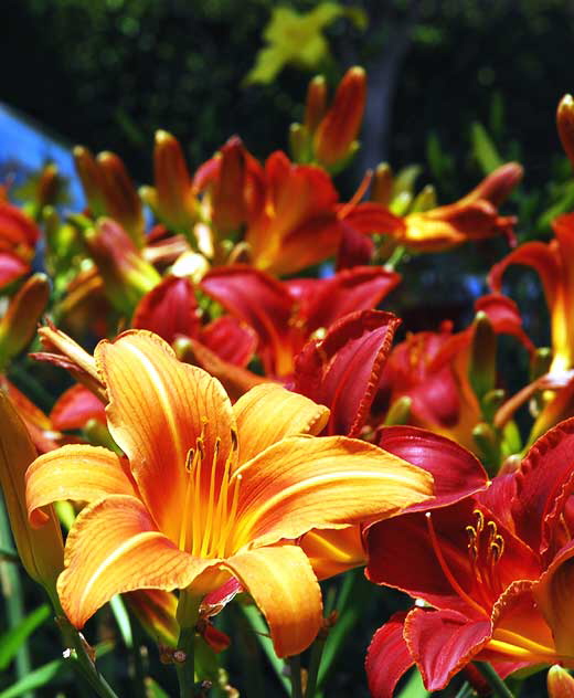 Common Daylily 