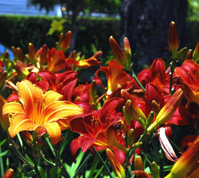 Common Daylily 