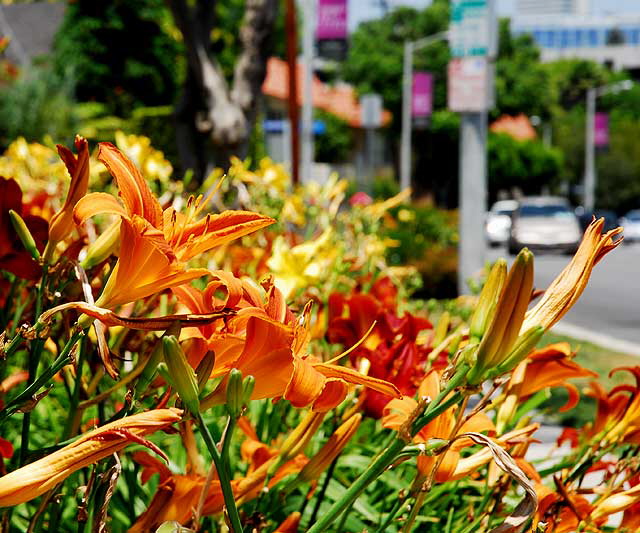 Common Daylily 