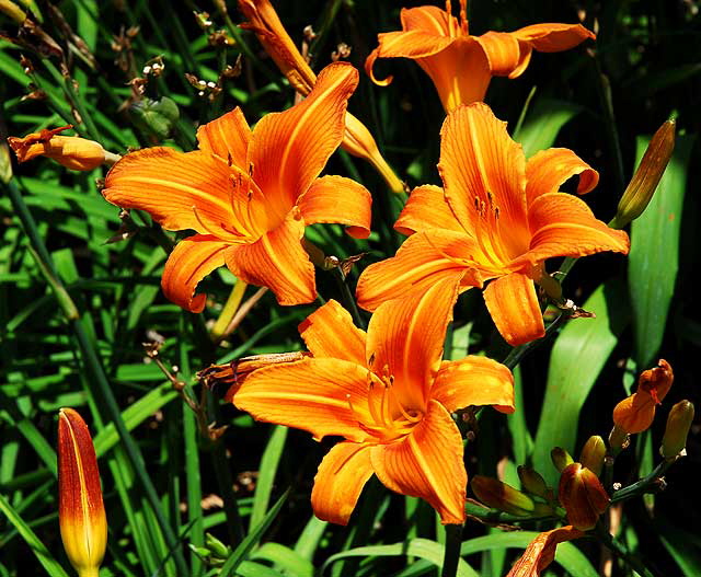 Common Daylily 